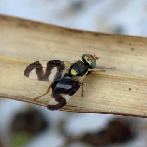 Urophora cardui
